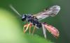 Tryphoninae inconnu